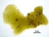 Cutleria multifida6